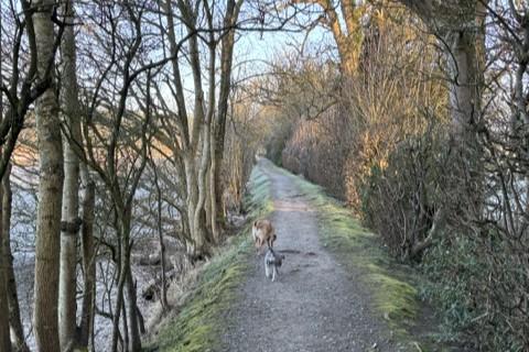 Two dogs walking along the tree-lined Core Path 13 beside the water