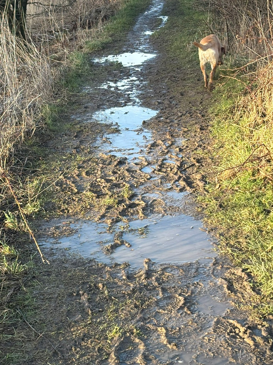 Waterlogged and muddy section of Core Path 13 before resurfacing, with a dog on the path
