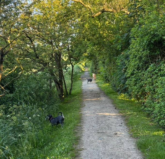 Three dogs walking along a tree-lined section of Core Path 13 beside the water