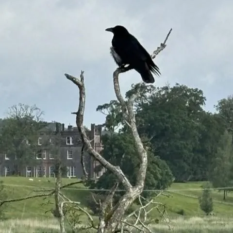 Crow perched on a bare branch overlooking fields near Core Path 13