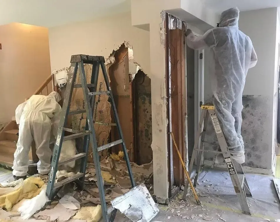 Mold Removal Services