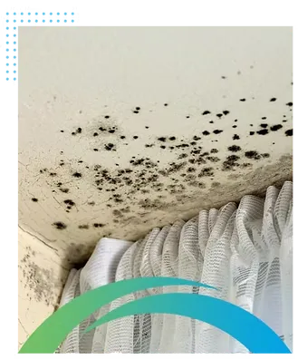 Mold and Mildew Growths