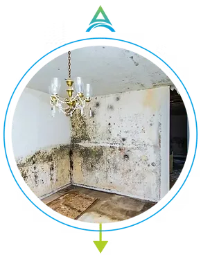 MOLD REMEDIATION SERVICES