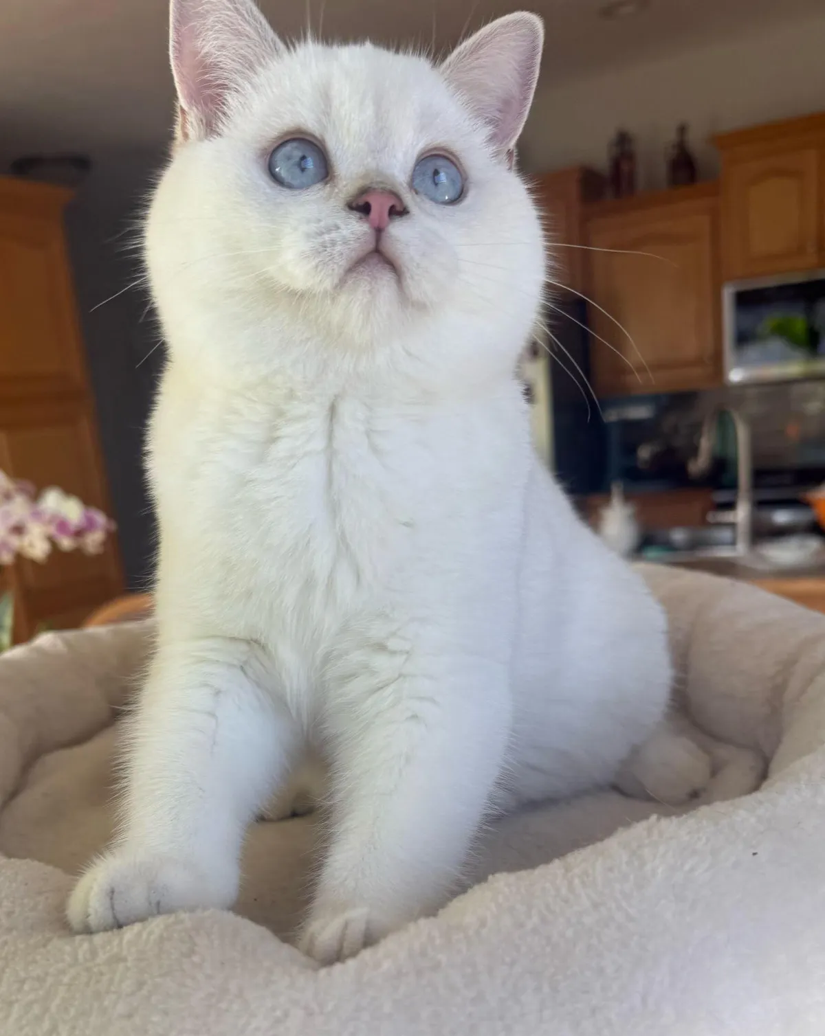White Scottish Straight stud cat Snow with blue eyes