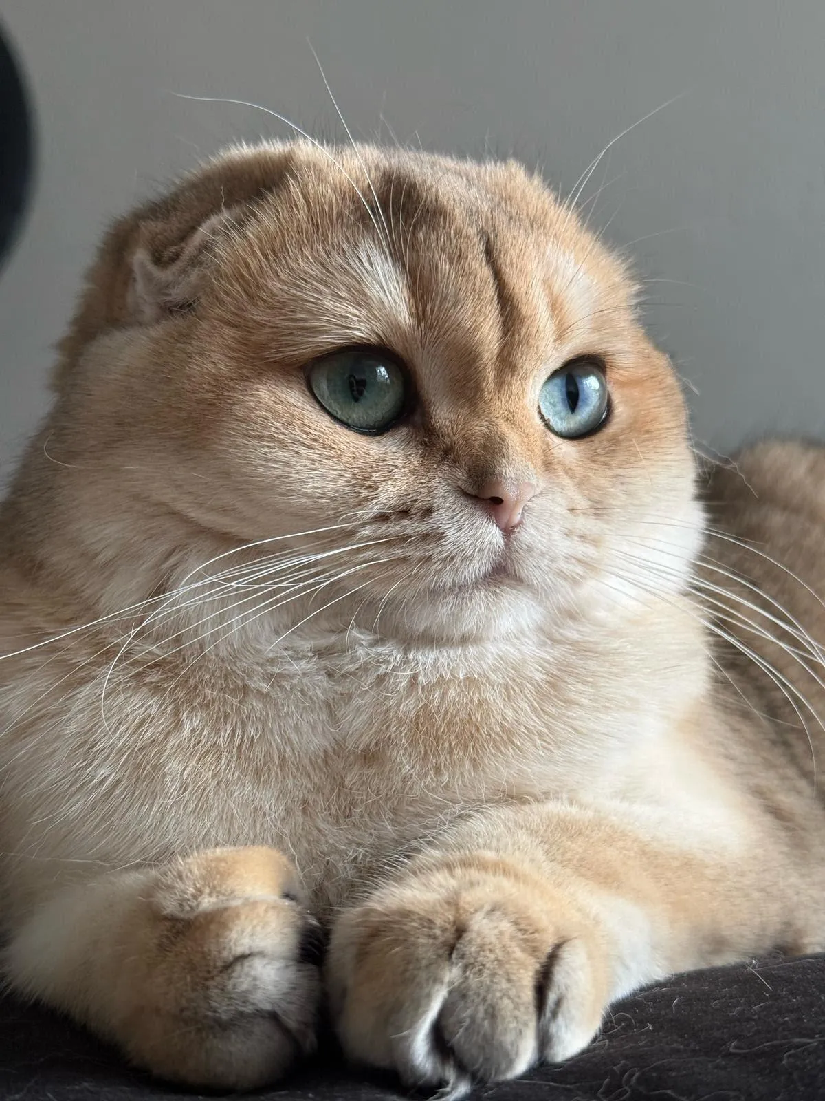 Scottish Fold queen cat Stella with golden coat