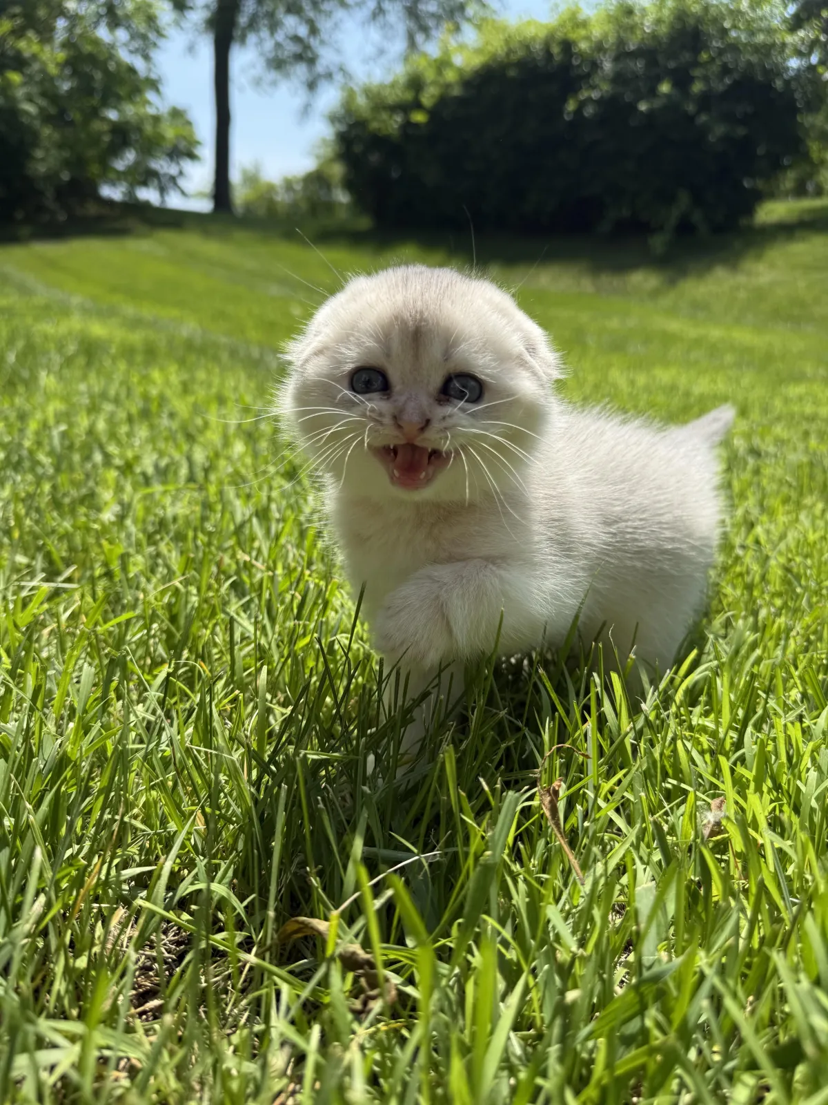 Scottish Fold kittens from past litter Pepper