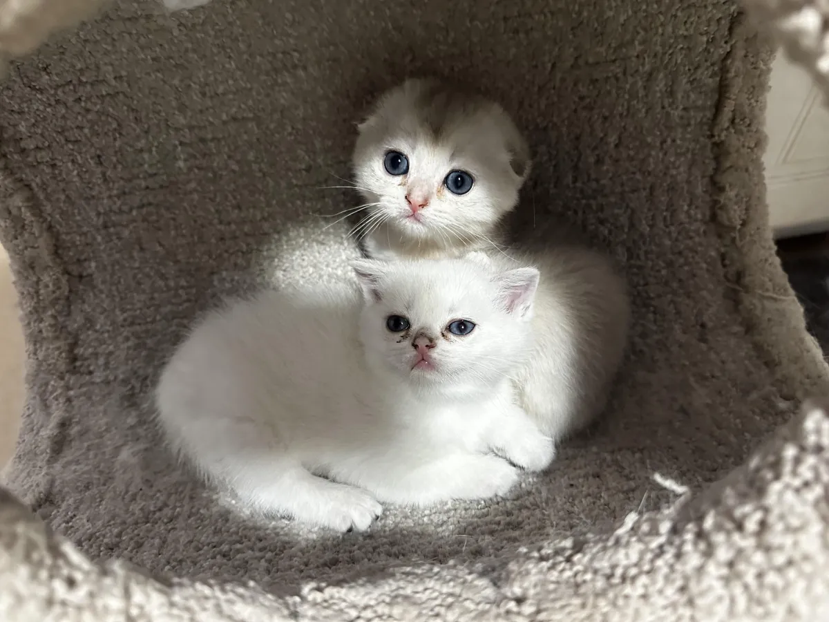 Scottish Fold kittens from past litter Salt & Pepper