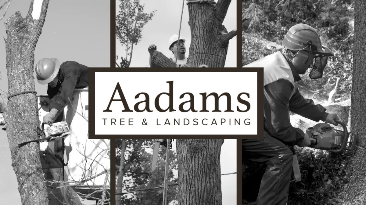 Tree Stump Removal & Stump Grinding Service Woodinville WA 