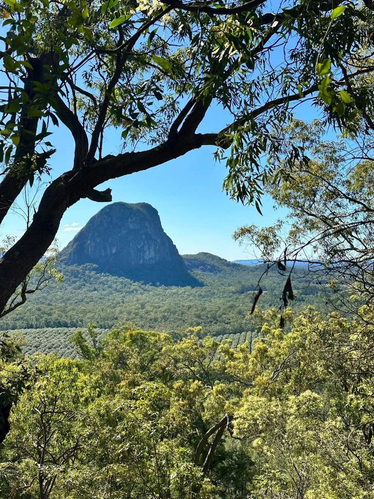 Tree branches framing a Glass House Mountains peak