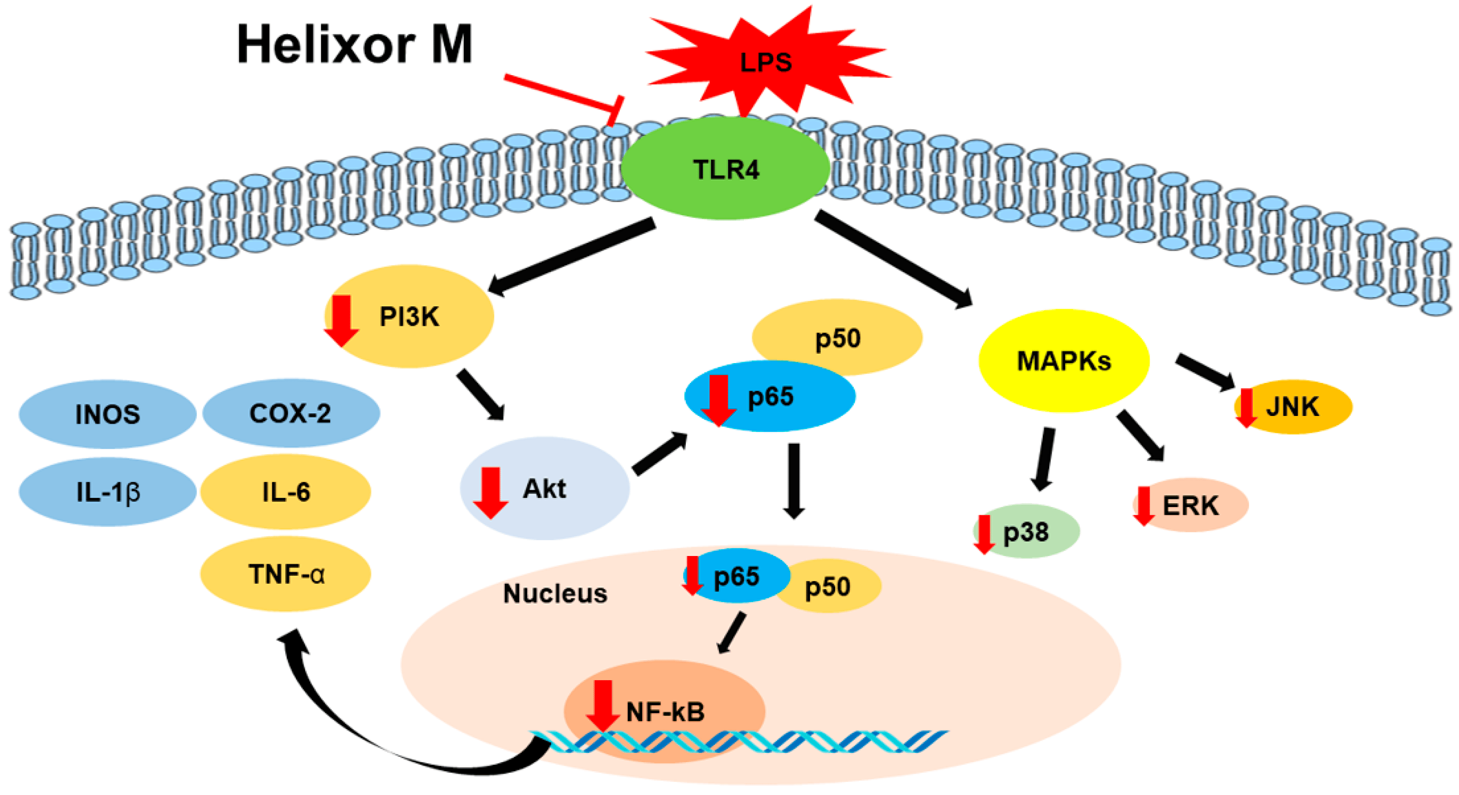 Biological IV Therapies
