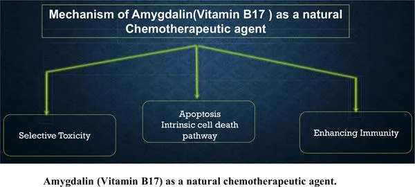 Emotional/Spiritual Therapies