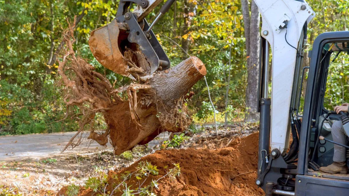 Tree Removal Valdosta 