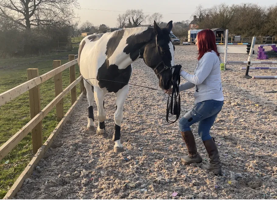 horse shoulder in, equine groundwork