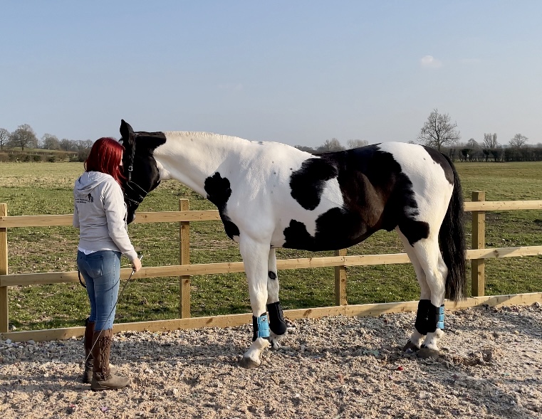 Topline Matters: Why Your Horses Posture Impacts Every Ride