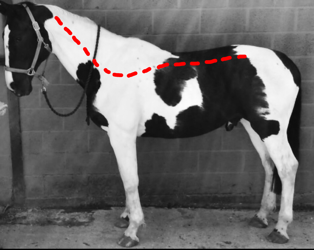 Why Your Horse's Topline Isn't Enough — The Hidden Muscle That Actually Protects Their Spine