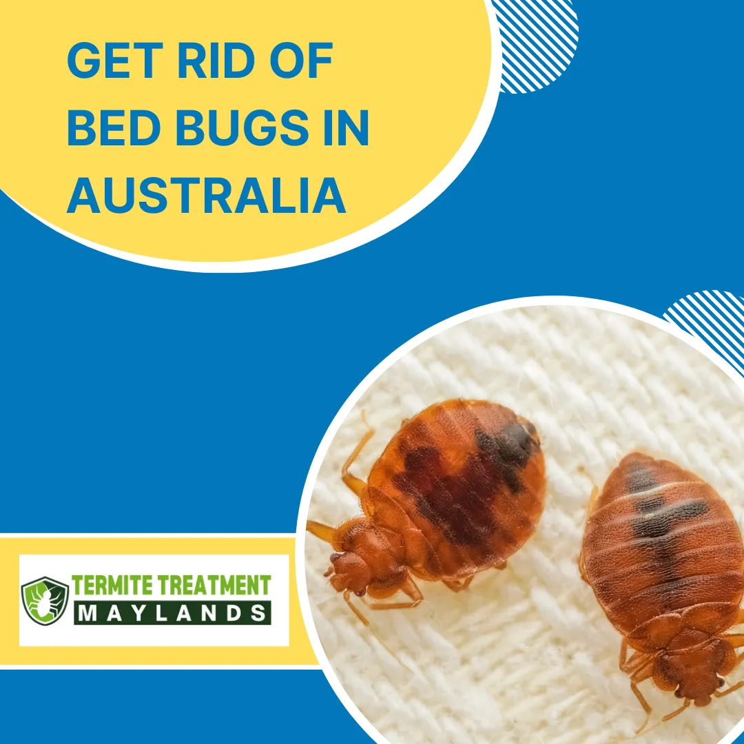 Bed bugs on mattress in Australia