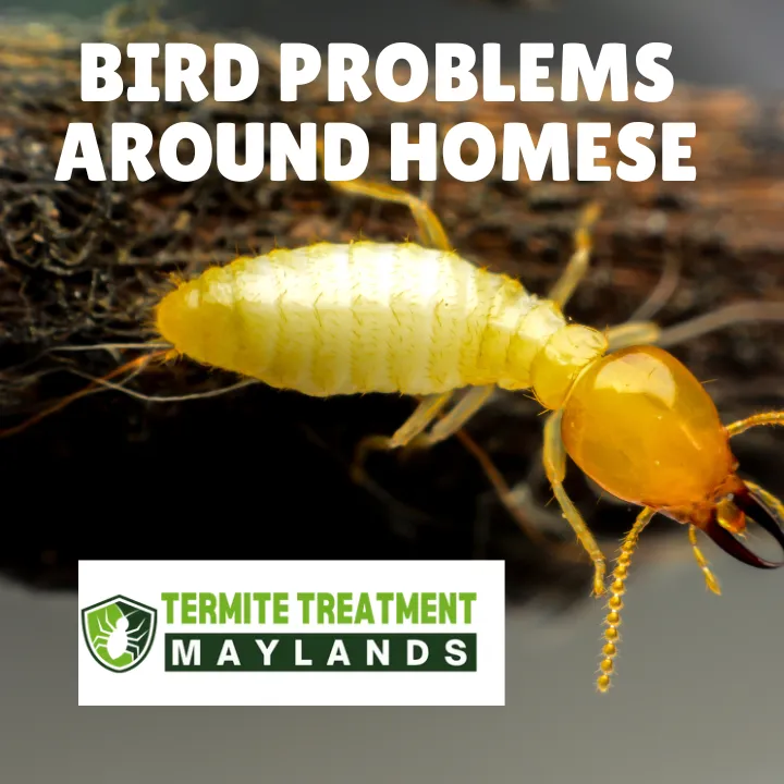 Birds nesting near homes causing property damage and hygiene issues.