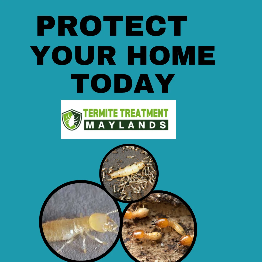 termite removal services
