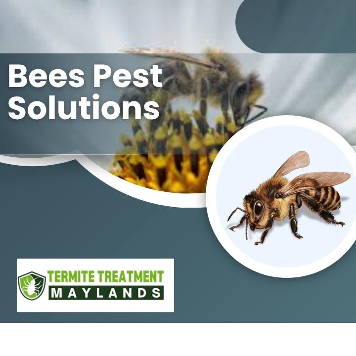 Bee Pest Solutions for Safer Outdoor Spaces