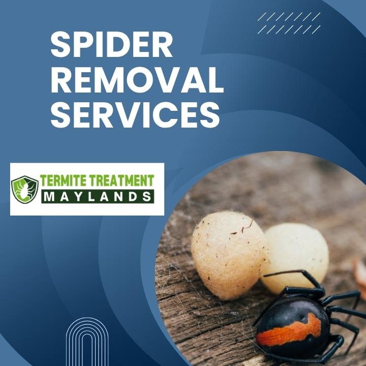 Spider prevention Perth home