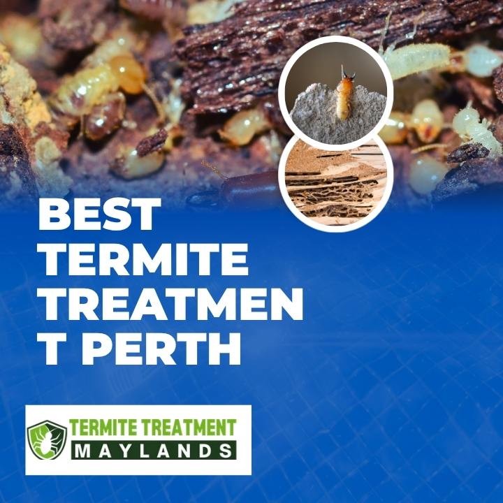 Perth Termite Treatment