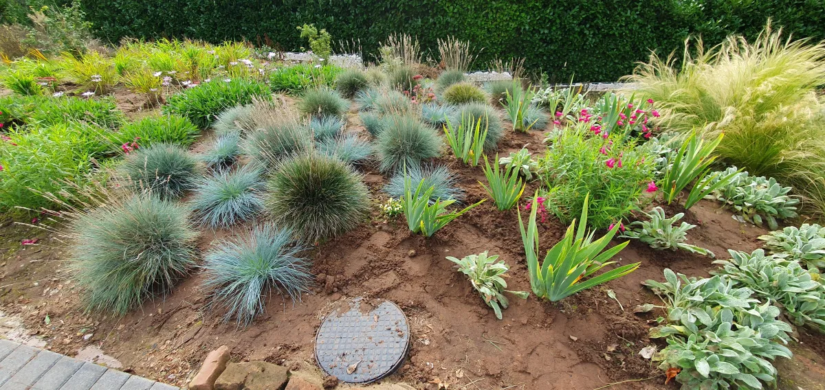 A recently planted garden with a mix of ornamental grasses, Iris, Penstemon and Stachys.