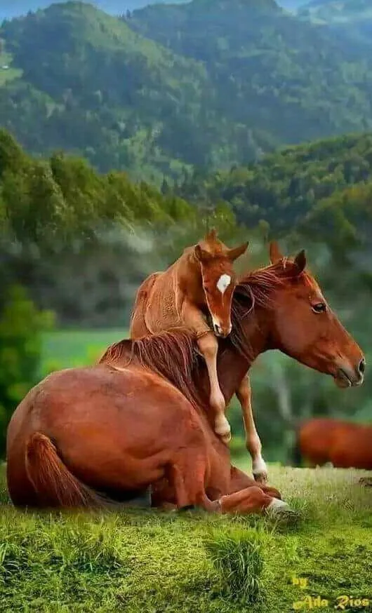 Foul straddling mare's neck as she is laying down--playful pose of a patient parent reflected in nature