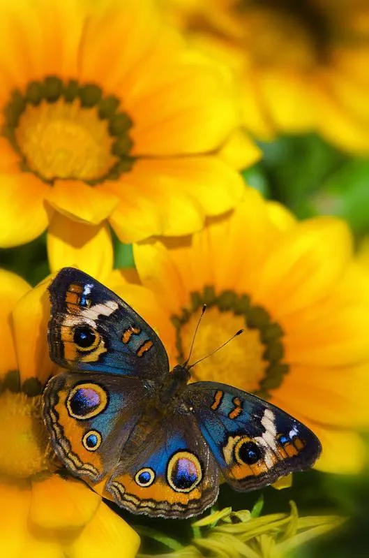 Vibrant Cat-eye Butterfly poised on bright yellow flowers