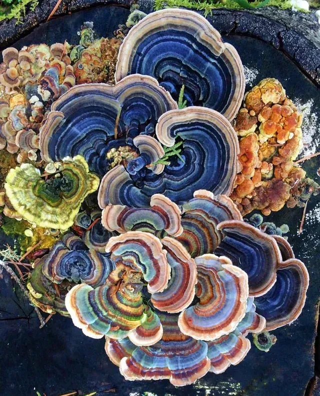 Turkey Tail mushrooms--unique and vibrantly colored; representing diversity, growth, and inspiration