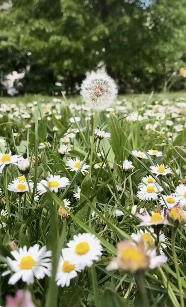 Close-up image of field of daisies with one lone dandelion puff rising above the flowers