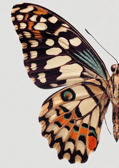 Half butterfly representing change--associated with Finding Our Nature branding