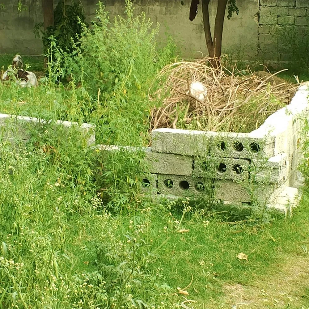 Overgrown section clean up and green waste removal in Palmerston North