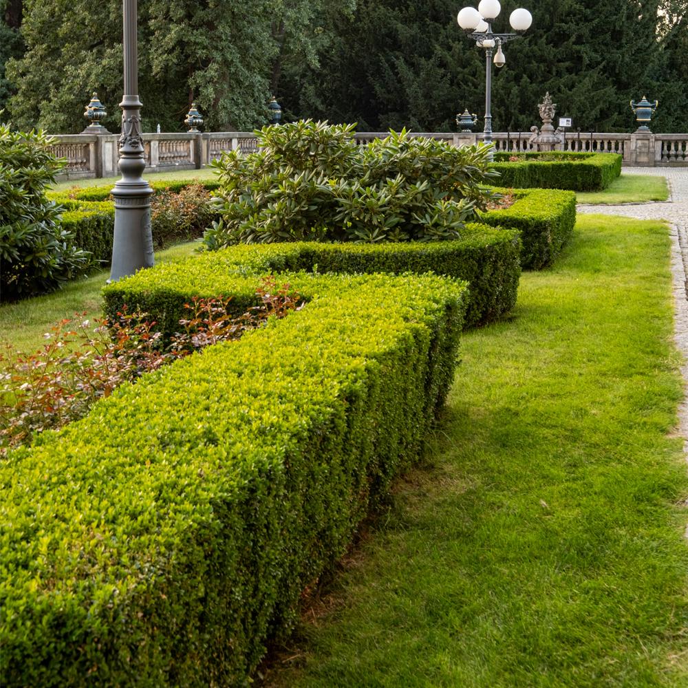Hedge trimming and pruning service for tidy gardens in Wellington