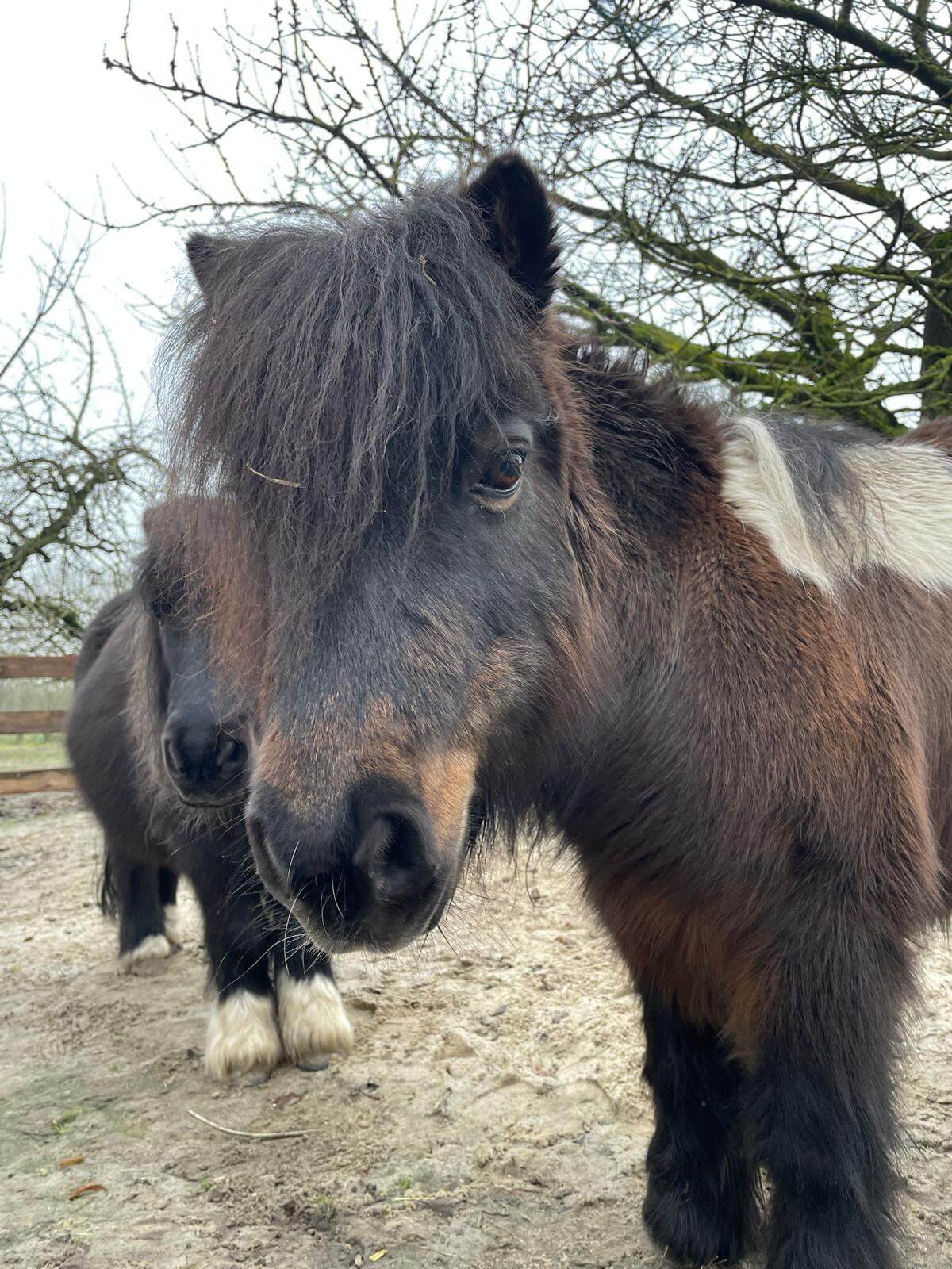 Bild Erfahrungsbericht Pony Tierkommunikation Jessica Walter