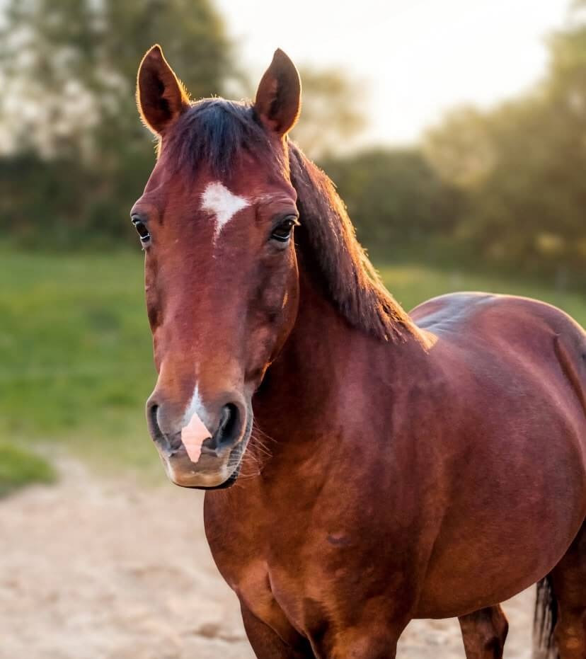 Bild Erfahrungsbericht Pony Tierkommunikation Jessica Walter