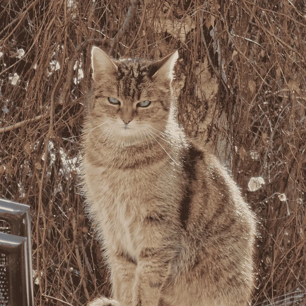 Erfahrungsbericht Katze Tierkommunikation