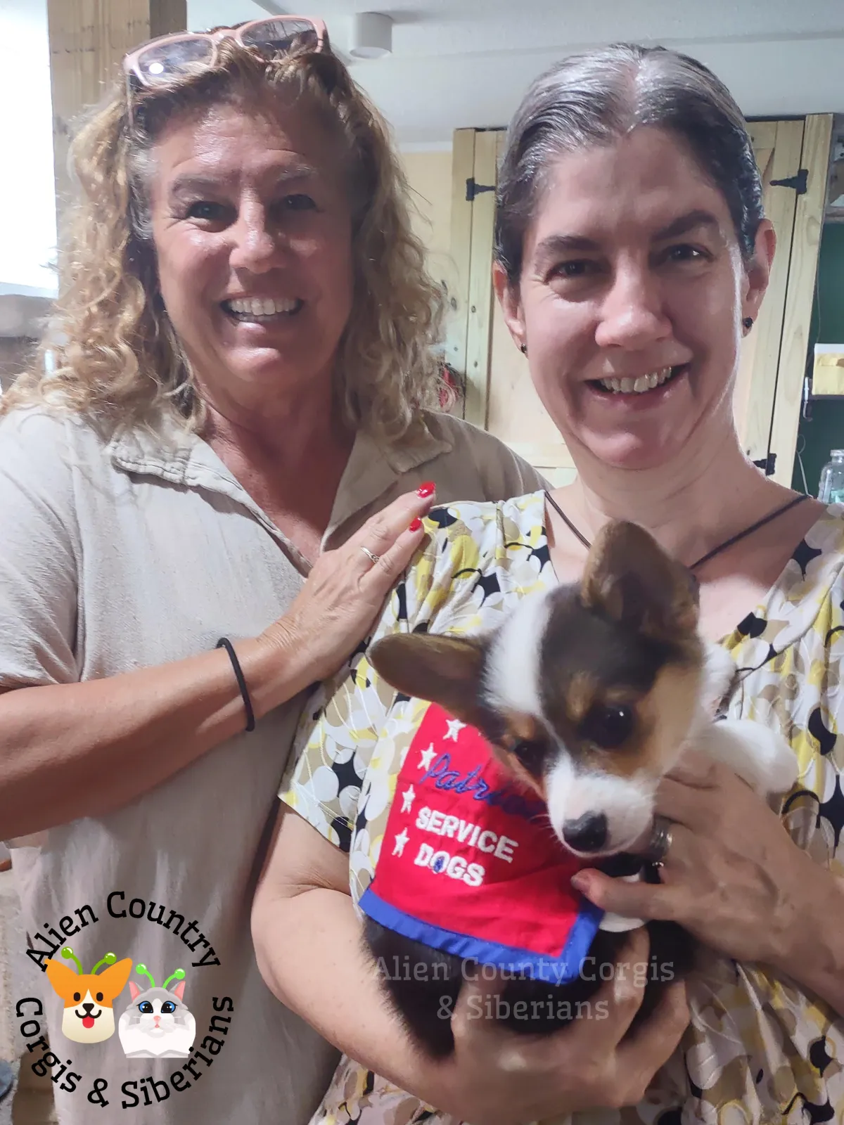 photo of our first corgi to be chosen as a service dog