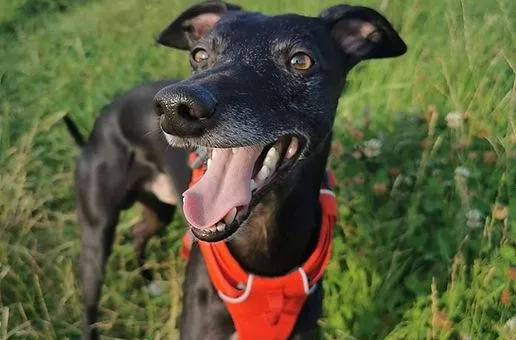 Panting Black Whippet Offlead