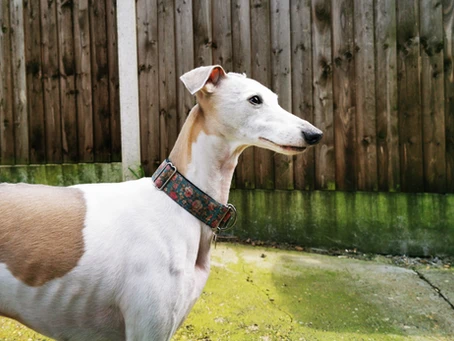 Fawn and White Whippet against wooden fencing