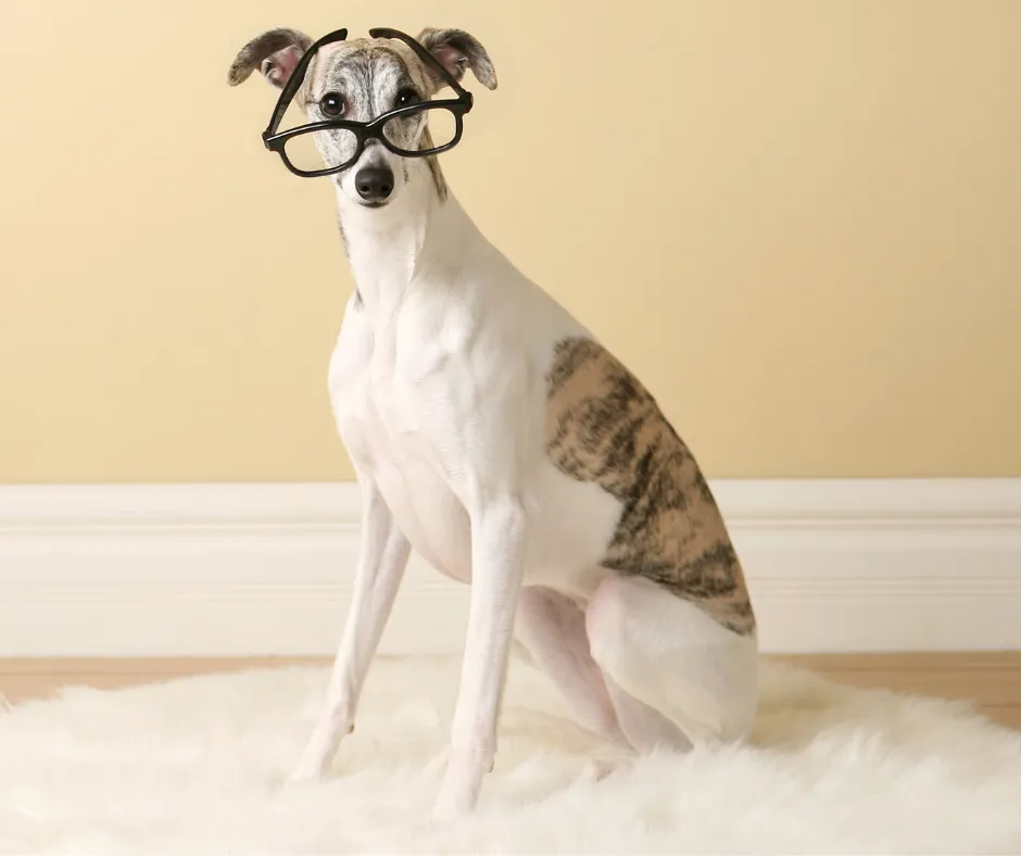 Whippet Puppy Training 