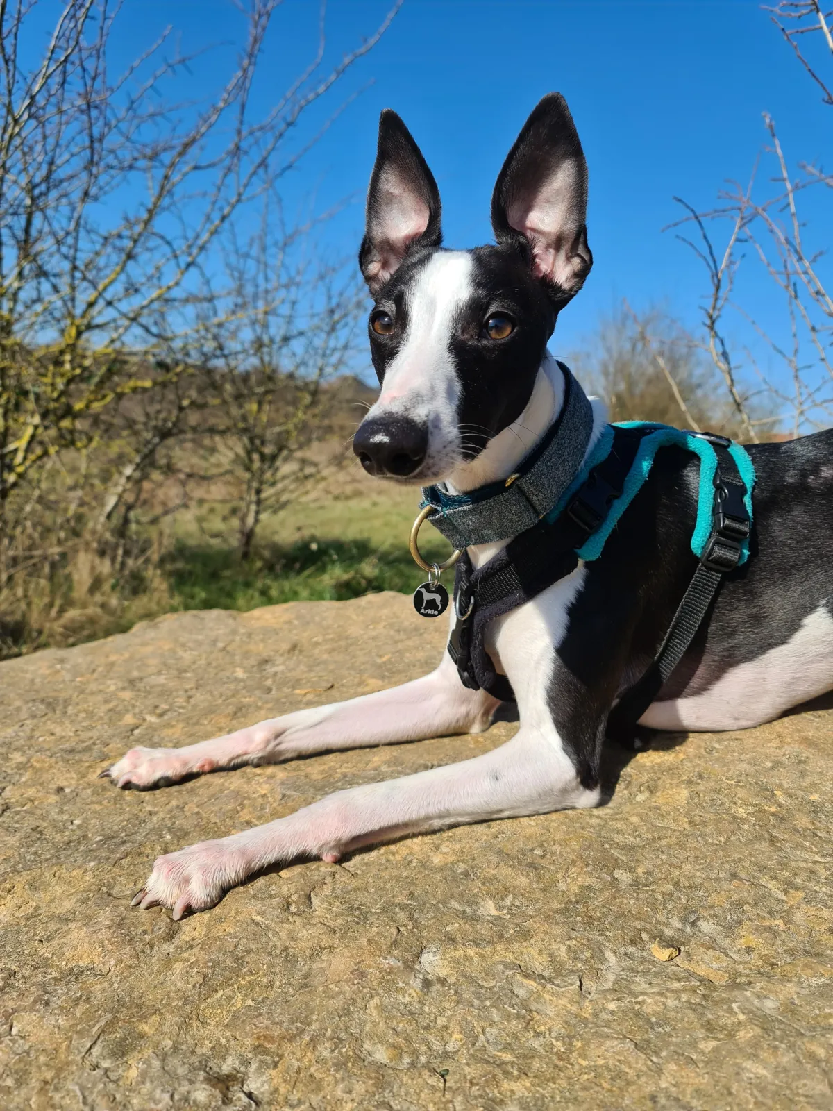 Black and White Whippet on a stone with blue sky