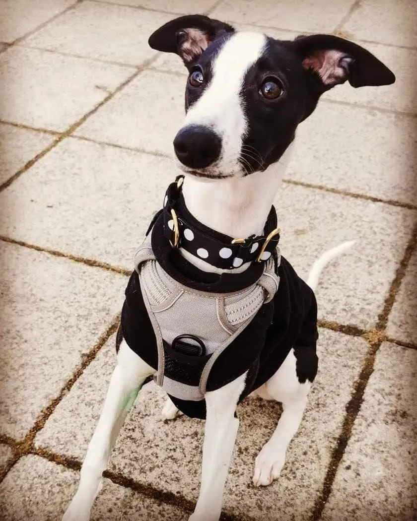 Puppy Training Italian Greyhound