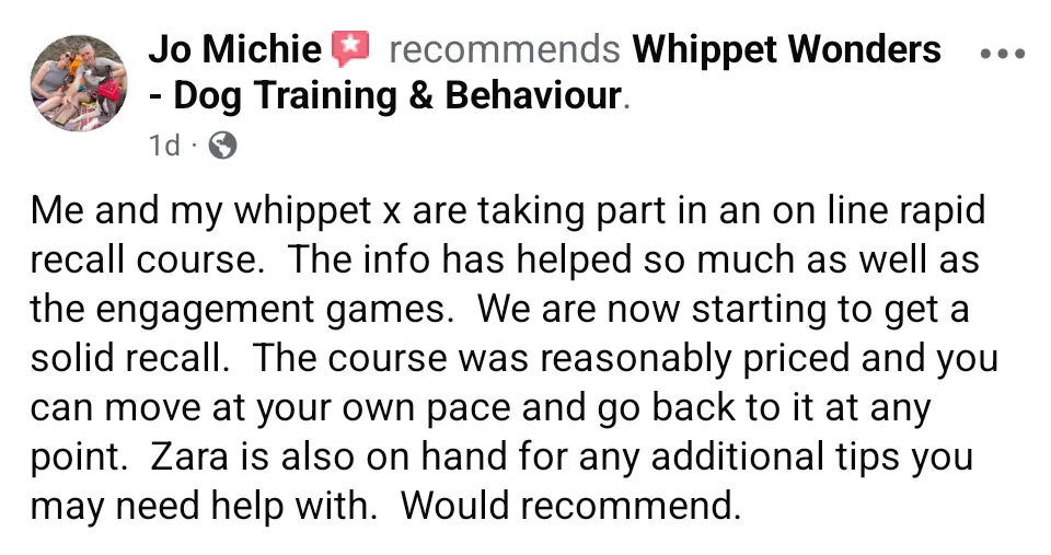 Recall Whippet Mix