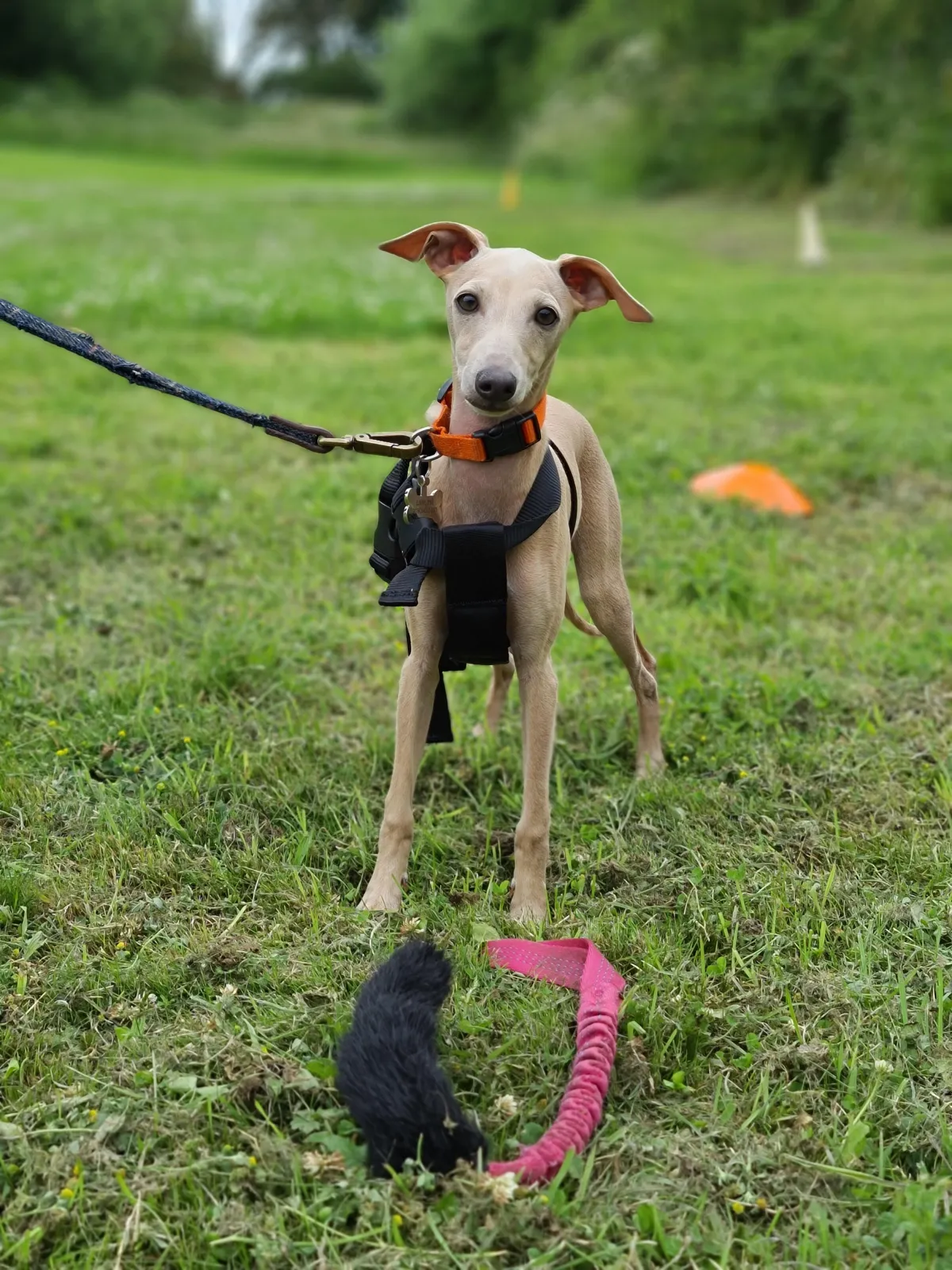 Whippet Puppy Training