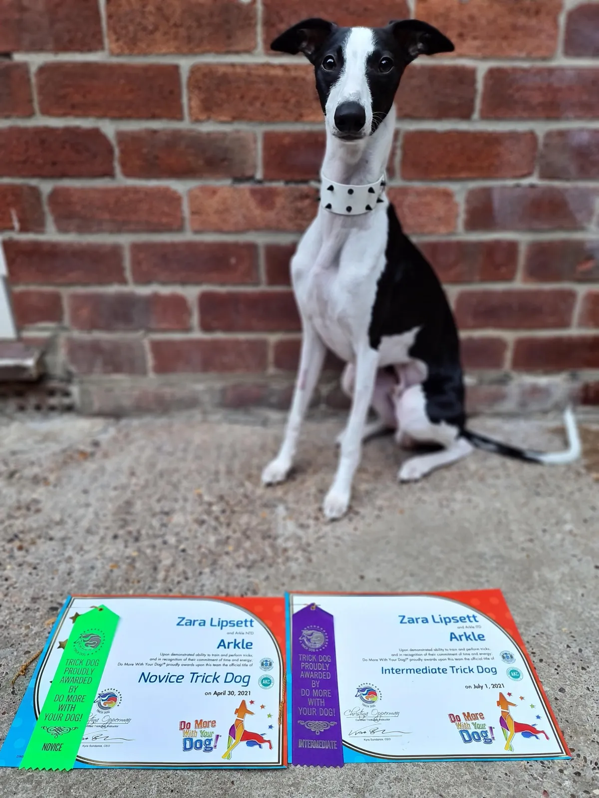 Whippet Offlead Freedom