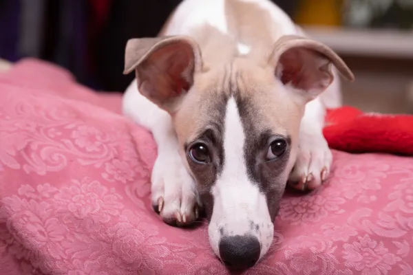 Whippet Training Zoom