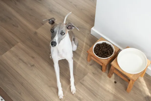 Whippet Offlead Freedom