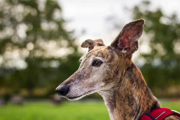 Whippet Reactive Session