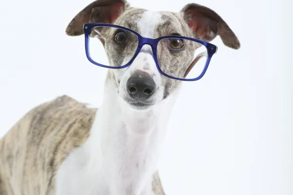 Whippet Offlead Freedom