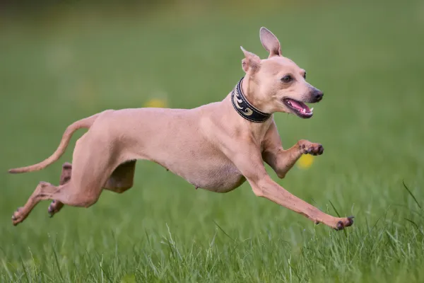 Offlead Fawn Whippet Running